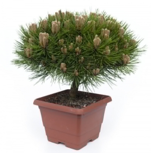 Pinus marie Bregeon